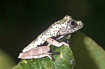 Fototapeta premium Hyla geographica juvenile from ecuador