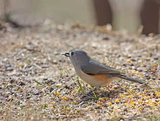 Tufted Titmouse