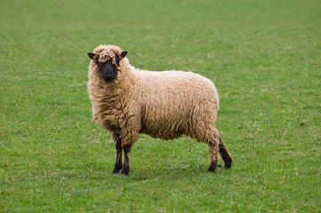 Obraz premium lone sheep