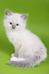Naklejka na ściany i meble British kitten on colour background
