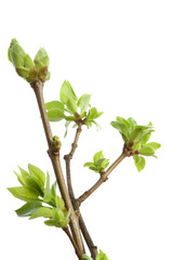 Blossoming buds and leafs of lilac on white. Spring.