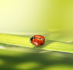 ladybug on a green background