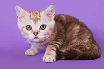 Fototapeta premium British kitten on colour background