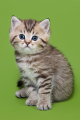 British kitten on colour background
