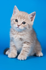 Fototapeta na wymiar British kitten on colour background