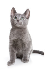 Russian Blue kitten on white