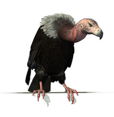 Fototapeta premium Vulture Perched on an Edge