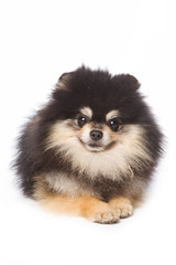 Obraz premium Spitz dog isolated on white