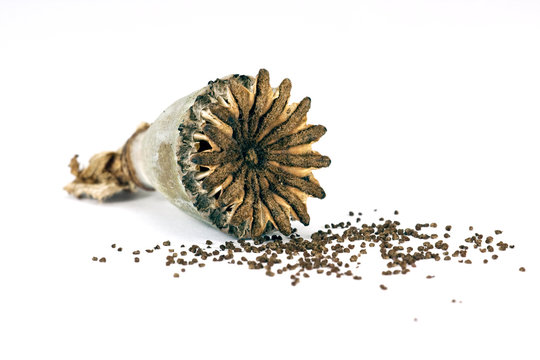 opium poppy seed