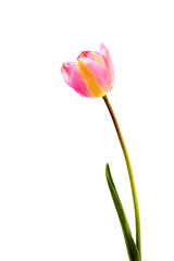 Pink tulip