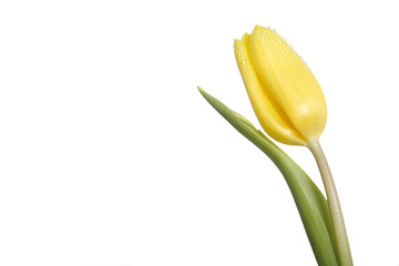 single yellow tulip