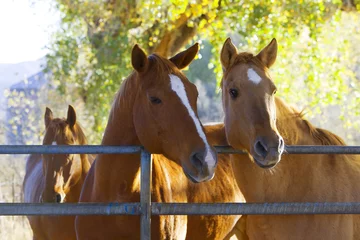 Foto op Plexiglas Horses in the pasture on a ranch © AZP Worldwide