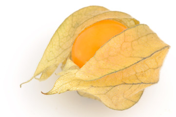 Physalis auf weissem Hintergrund