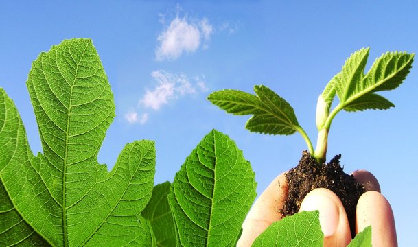 D&eacute;veloppement Durable