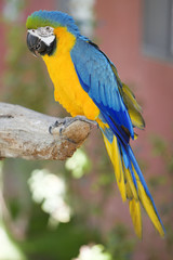 Blue and Yellow Macaw parrot sits on branch