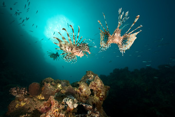 Fototapeta na wymiar ocean, coral, sun and lionfish