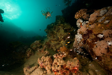 Fototapeta na wymiar ocean, coral, sun and fish