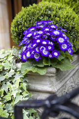 Fototapeta na wymiar blue primula as street decoration. Flower