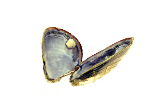 cascara de mejill&oacute;n