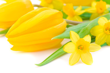 Fototapeta premium tulips and daffodils