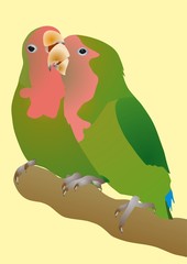 Pink-checked parrots Agapornis roseicollis faithful wives
