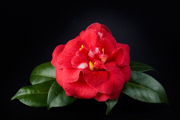 camellia