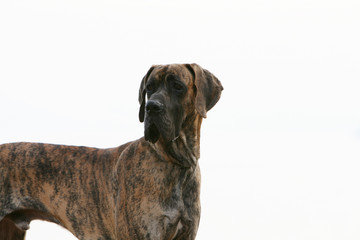 pose statique et immobile du dogue alemand adulte