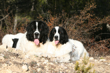 couple de landseer allong&eacute;s coll&eacute; serr&eacute; fatigu&eacute; dans le jardin