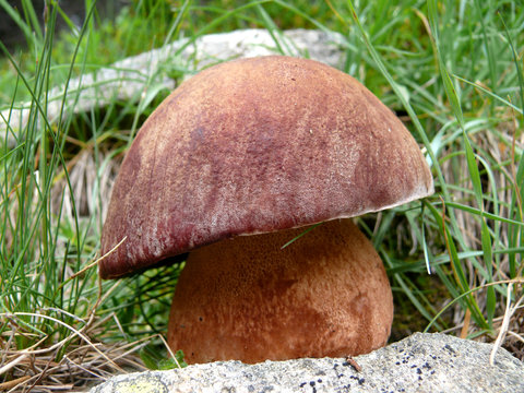 c&eacute;pe de bordeaux