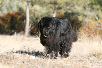 la balade du terre neuve sous le soleil à la campagne
