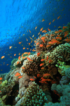 Beautiful Coral Reef