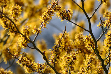 Frühling