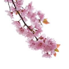 spring background with blossoms