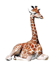 Naklejka premium Détourage d'une girafe assise
