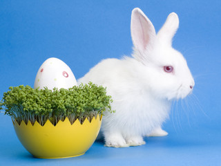 Easter white rabbit