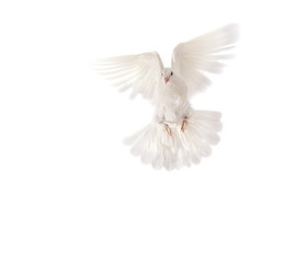pigeon