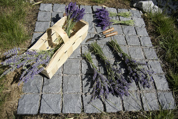 Lavendel