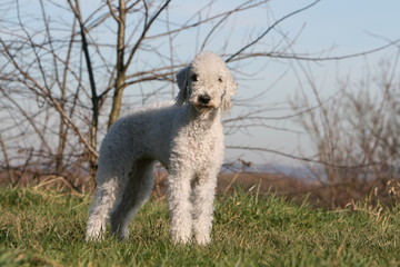 bedlington terrier adulte blanc planté debout à la campagne