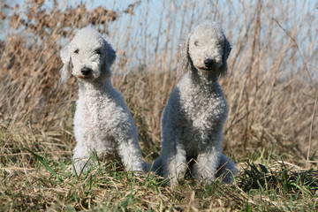 couple de bedlingtons terriers adultes assis à la campagne