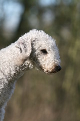 portrait du bedlington blanc de profil en exterieur © Dogs
