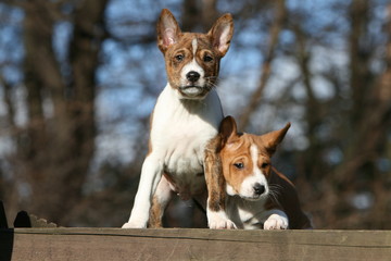 moment de repos pour deux basenji dans les bois