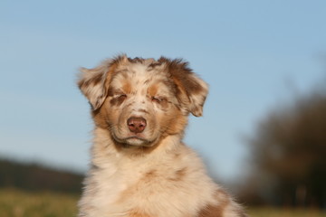 portrait du joli chiot berger australien sur fond de ciel bleu