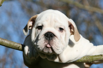 chiot bulldog anglais comme un oiseau sur une branche