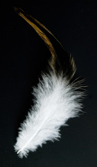 Obraz premium feather