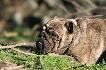 portrait du bulldog anglais bring&eacute; adulte couch&eacute; de profil