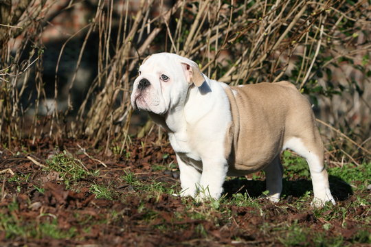 chiot bulldog anglais solitaire &agrave; la campage