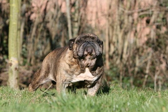 bulldog anglais bicolore bringé adulte de face