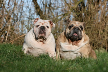 duo de bulldog anglais adultes assis côte à côte de face
