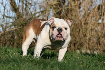 bulldog anglais bicolore adulte de face