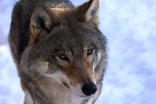Wolf in Schweden